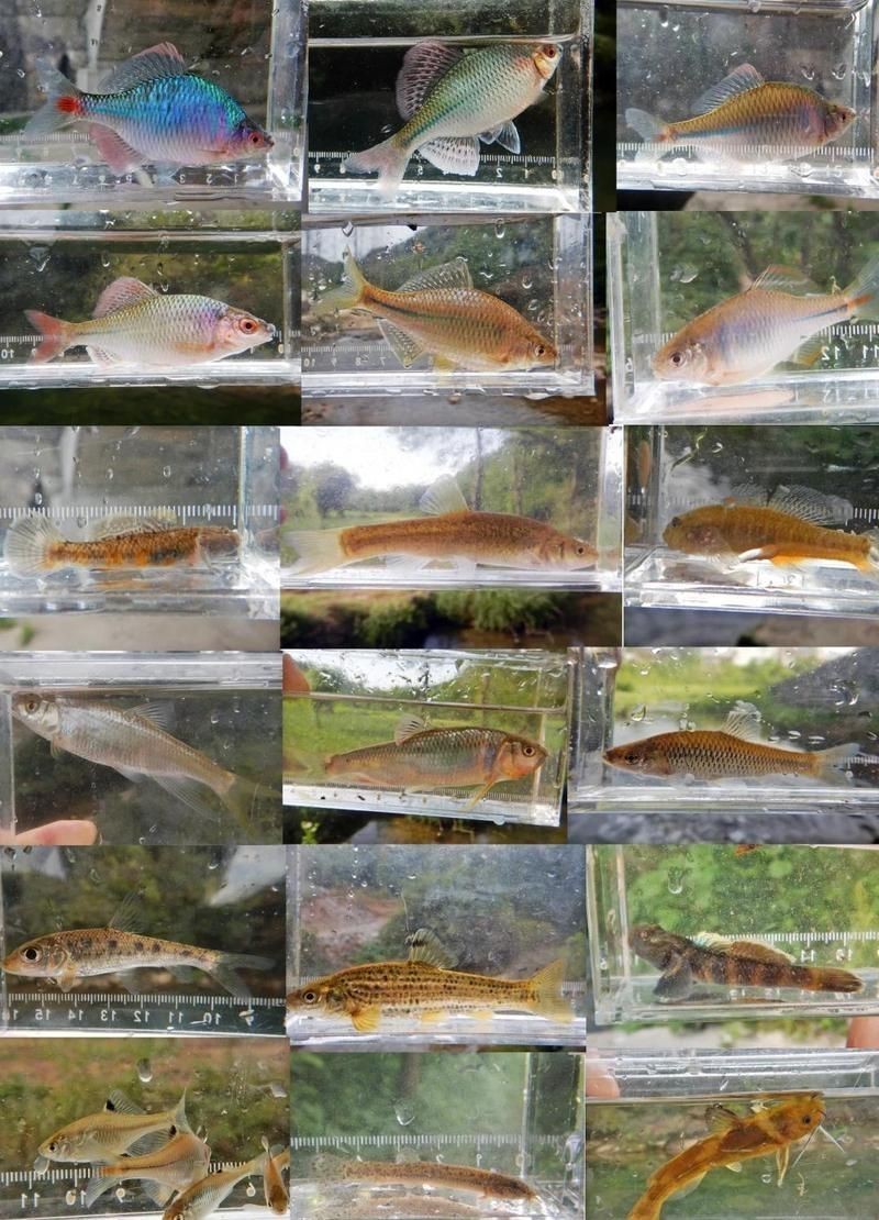 藍玉鳳凰魚是原生魚嗎【藍玉鳳凰魚是原生魚】