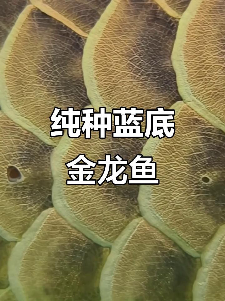 過背金龍魚有哪些稀有品種【極品古典過背金龍魚什么品種最好及排名李維宸純種藍底過背金龍魚】
