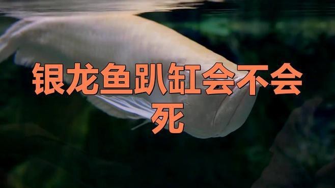 銀龍魚趴缸后多久會恢復？【銀龍魚受驚怎么辦？】