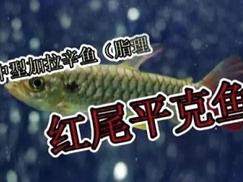 紅尾平克觀賞魚視頻【《紅尾平克魚的完整發(fā)育過程6；紅尾平克觀賞魚視頻】