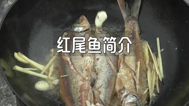 紅尾平克觀賞魚視頻【《紅尾平克魚的完整發(fā)育過程6；紅尾平克觀賞魚視頻】
