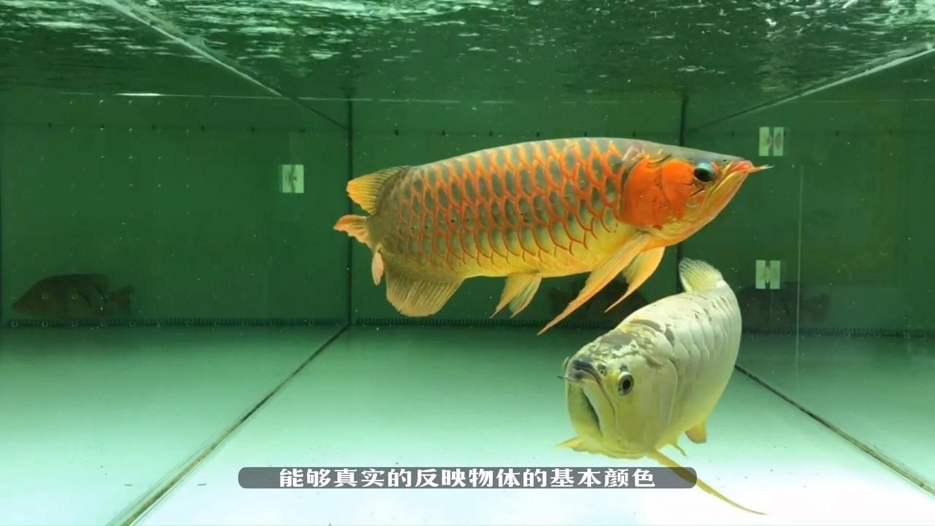 如何為龍魚選擇合適的燈光？【養好龍魚該如何選擇燈光】
