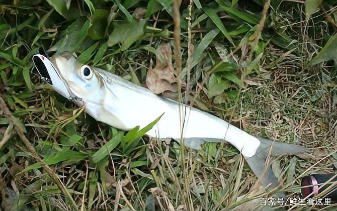 翹嘴多少錢一斤【2018年8月翹嘴魚價格走勢分析】 翹嘴多少錢一斤【2018年8月翹嘴魚價格走勢分析】 龍魚論壇 第1張