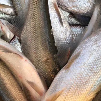 翹嘴多少錢一斤【2018年8月翹嘴魚價格走勢分析】 翹嘴多少錢一斤【2018年8月翹嘴魚價格走勢分析】 龍魚論壇 第6張