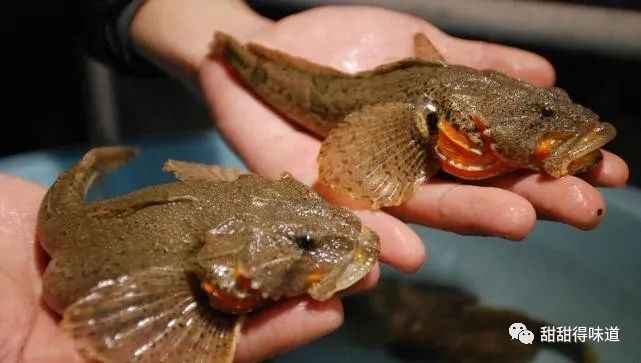 鰻鱗魚和鰻魚是一種魚嗎【鰻魚和鰻魚是一種魚嗎】