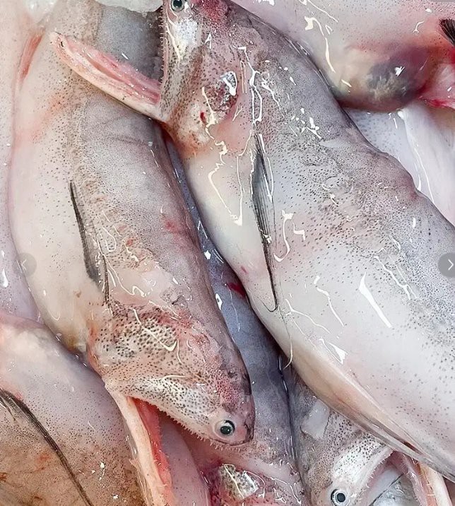 水龍魚為何盡量少吃【水龍魚應盡量少吃的原因】