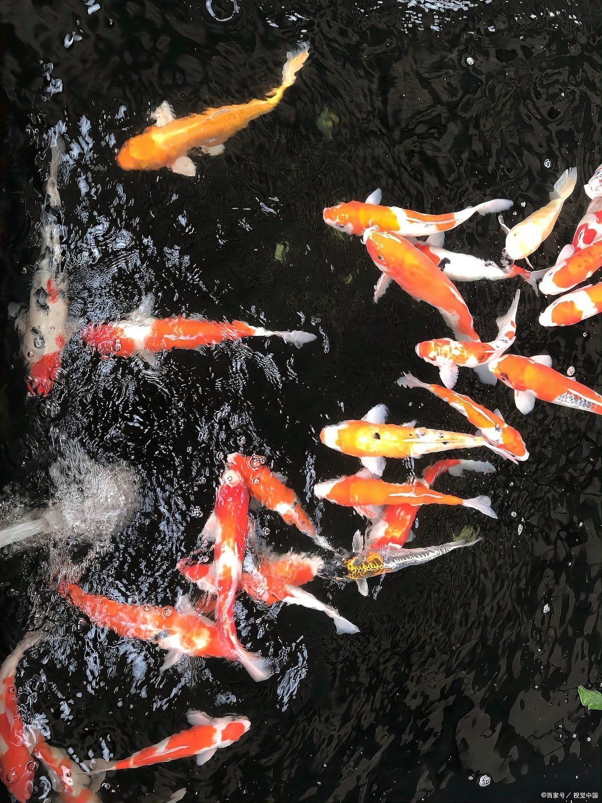 紅龍魚認識主人嗎【紅龍魚會認主人嗎？】