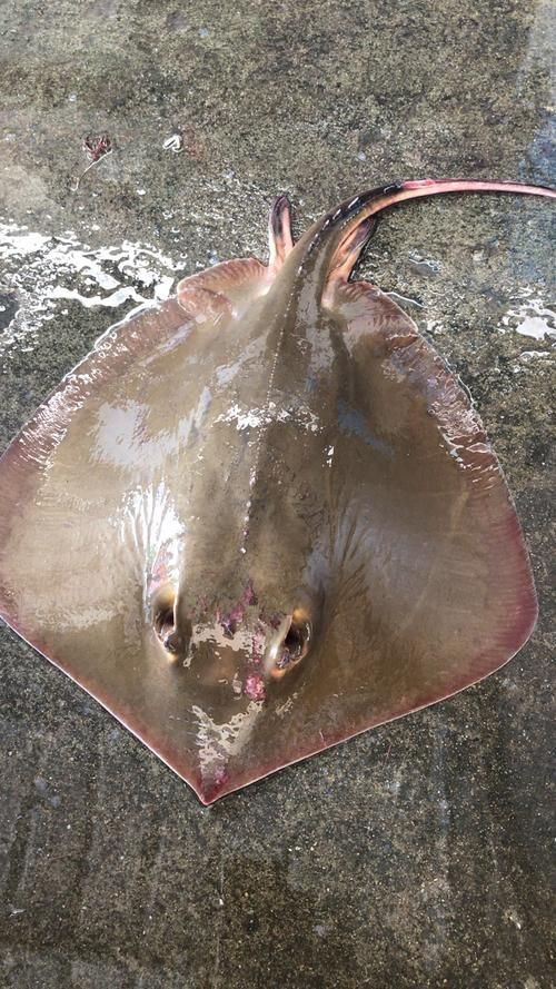 魔鬼魚正面圖片【中山大學海洋科學魔鬼魚正面圖片】