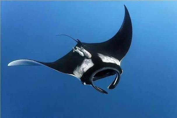 魔鬼魚正面圖片【中山大學海洋科學魔鬼魚正面圖片】