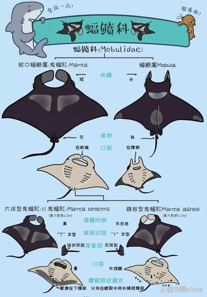 魔鬼魚正面圖片【中山大學海洋科學魔鬼魚正面圖片】