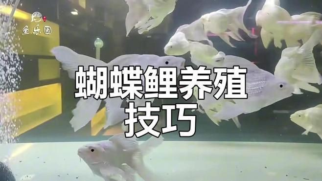 龍鳳錦鯉和蝴蝶鯉的區別【蝴蝶鯉與龍鳳錦鯉如何區分教你辨別技巧】