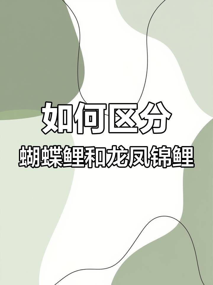 龍鳳錦鯉和蝴蝶鯉的區別【蝴蝶鯉與龍鳳錦鯉如何區分教你辨別技巧】