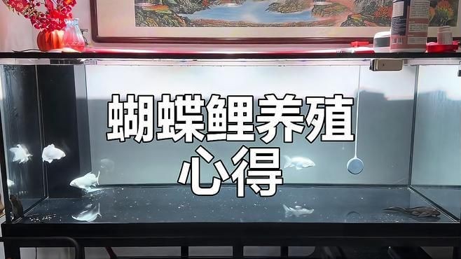 龍鳳錦鯉和蝴蝶鯉的區別【蝴蝶鯉與龍鳳錦鯉如何區分教你辨別技巧】
