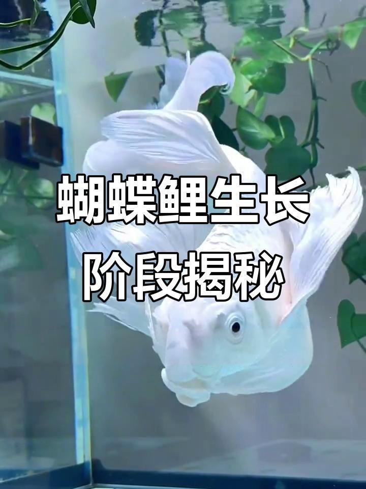 蝴蝶鯉視頻【《蝴蝶鯉視頻：展現(xiàn)獨(dú)特水族魅力》】 蝴蝶鯉視頻【《蝴蝶鯉視頻：展現(xiàn)獨(dú)特水族魅力》】 龍魚論壇 第3張