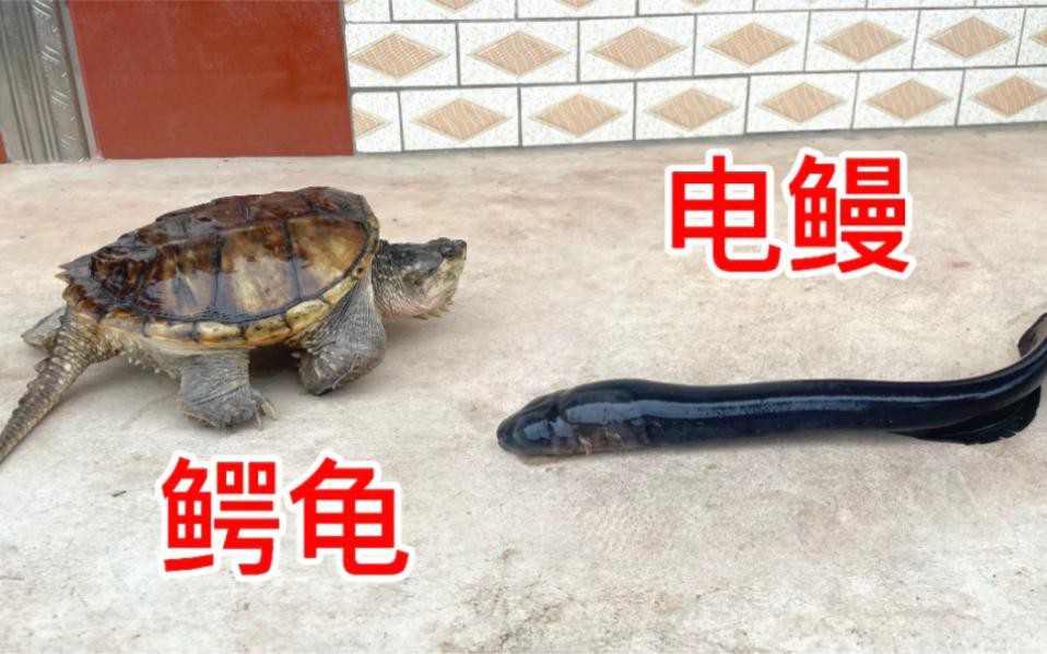 鱷龜最建議買的三個品種【鱷龜幾大常見品種分析】