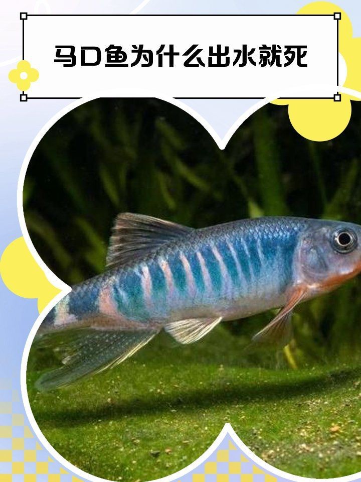 馬口魚為什么出水就死【為什么馬口魚出水就死】