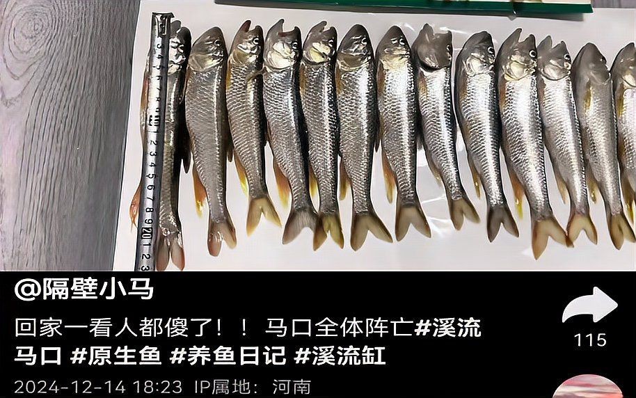 馬口魚為什么出水就死【為什么馬口魚出水就死】