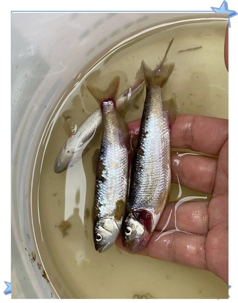 馬口魚為什么出水就死【為什么馬口魚出水就死】