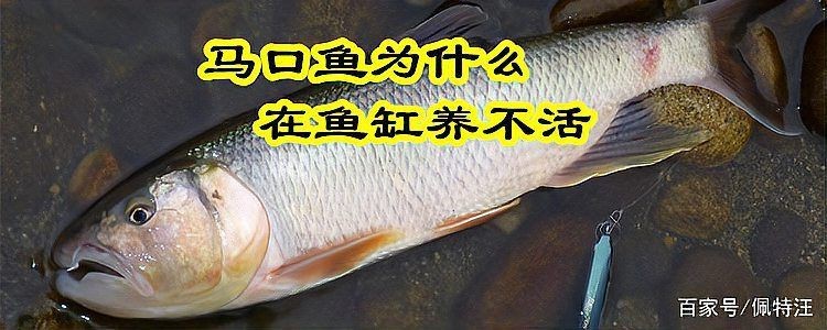 馬口魚為什么出水就死【為什么馬口魚出水就死】