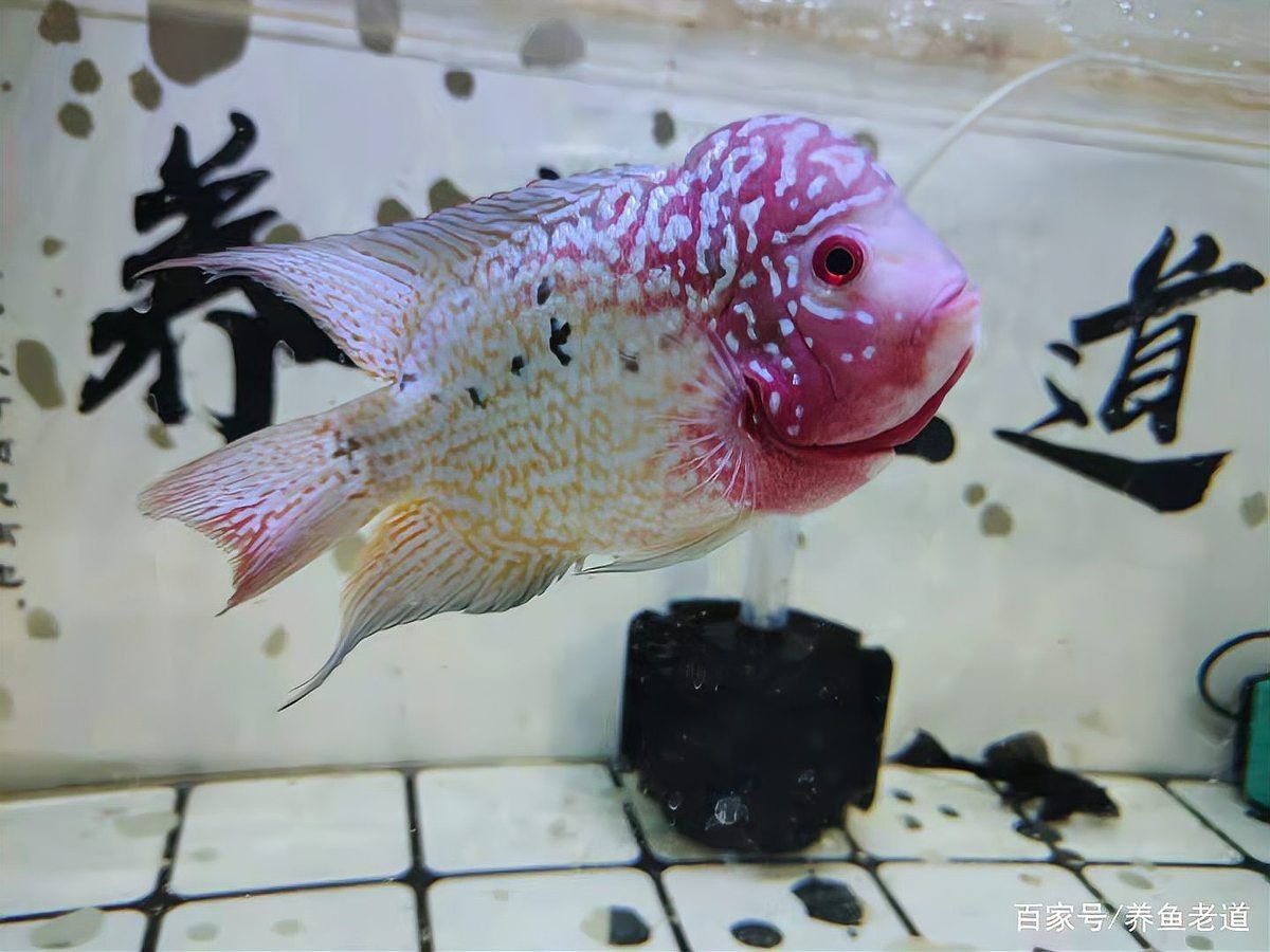 龍魚爛頭怎么治療最好【關于龍魚爛頭病的治療方案】