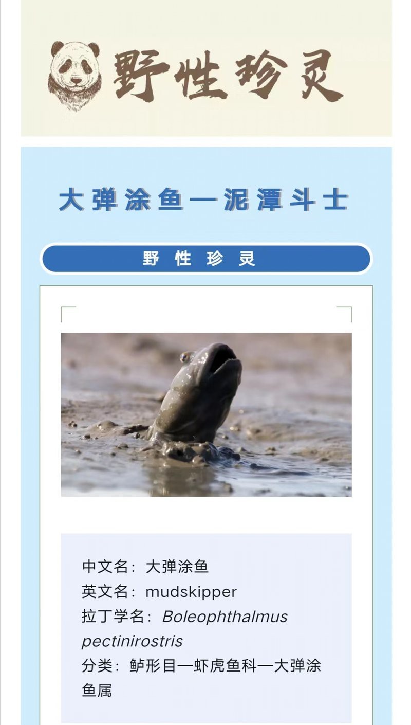 彈跳魚是兩棲動(dòng)物嗎【會(huì)彈跳的彈涂魚為何可以在陸地上生存它們是如何呼吸的】