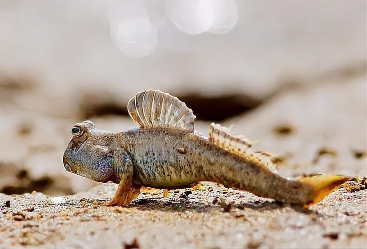 彈跳魚是兩棲動(dòng)物嗎【會(huì)彈跳的彈涂魚為何可以在陸地上生存它們是如何呼吸的】