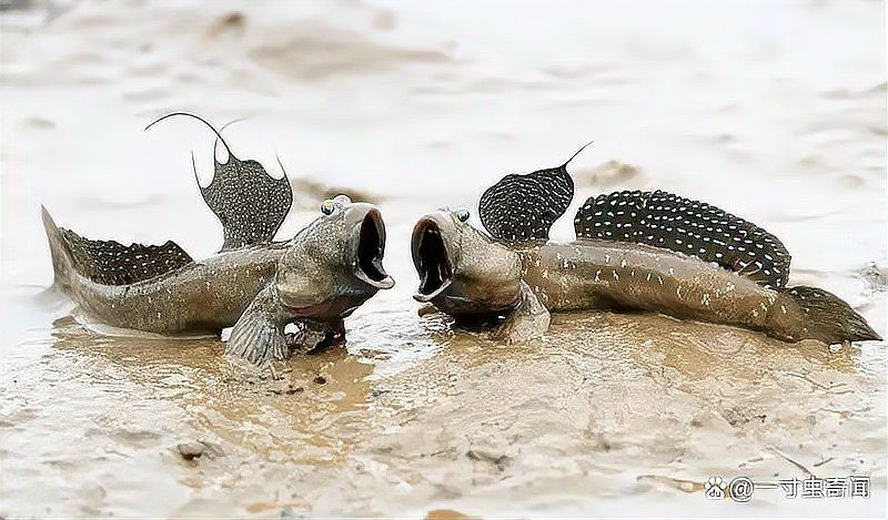 彈跳魚是兩棲動(dòng)物嗎【會(huì)彈跳的彈涂魚為何可以在陸地上生存它們是如何呼吸的】