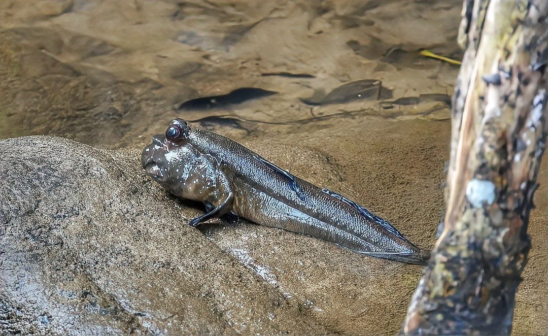 彈跳魚是兩棲動(dòng)物嗎【會(huì)彈跳的彈涂魚為何可以在陸地上生存它們是如何呼吸的】