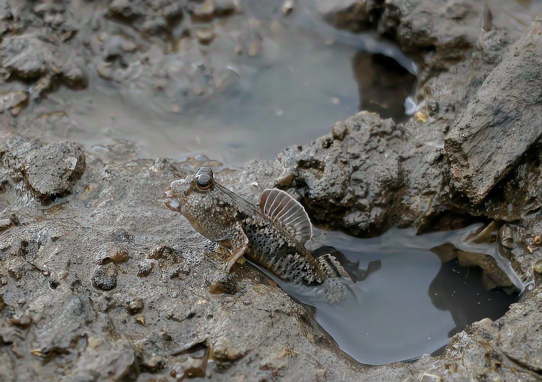 彈跳魚是兩棲動(dòng)物嗎【會(huì)彈跳的彈涂魚為何可以在陸地上生存它們是如何呼吸的】