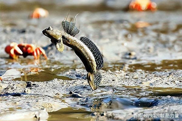 彈跳魚是兩棲動(dòng)物嗎【會(huì)彈跳的彈涂魚為何可以在陸地上生存它們是如何呼吸的】