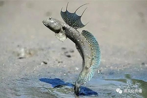 彈跳魚是兩棲動(dòng)物嗎【會(huì)彈跳的彈涂魚為何可以在陸地上生存它們是如何呼吸的】