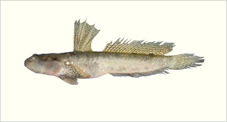 彈跳魚是兩棲動(dòng)物嗎【會(huì)彈跳的彈涂魚為何可以在陸地上生存它們是如何呼吸的】
