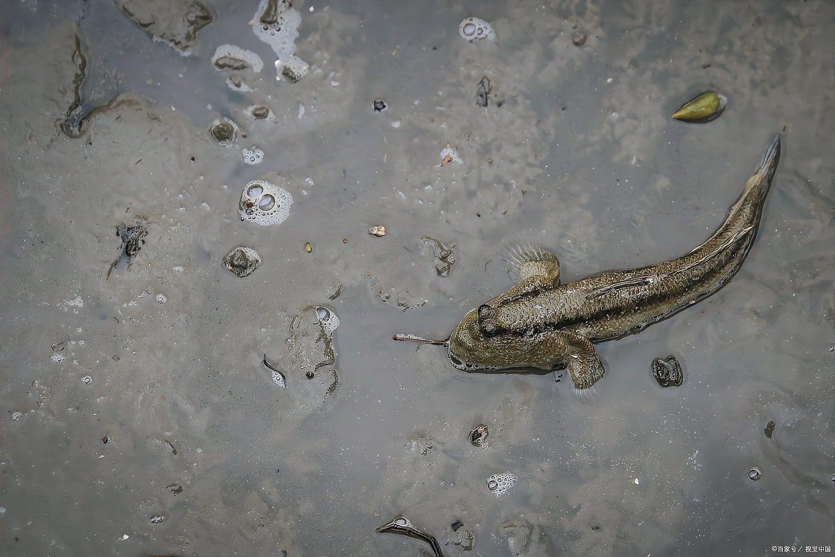 彈跳魚是兩棲動(dòng)物嗎【會(huì)彈跳的彈涂魚為何可以在陸地上生存它們是如何呼吸的】