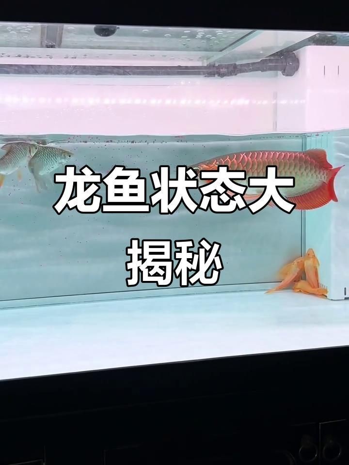 賽級龍魚簡介【賽級龍魚是龍魚世界中的佼佼者】