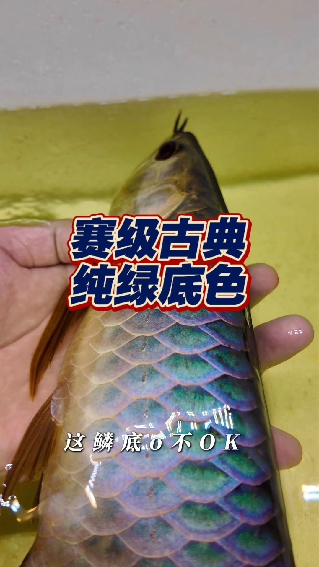 賽級龍魚簡介【賽級龍魚是龍魚世界中的佼佼者】
