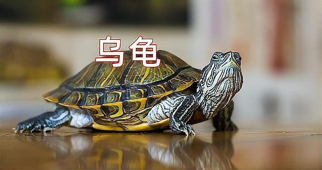 甲魚牙齒放大照片【甲魚牙齒在顯微鏡下有什么特征】