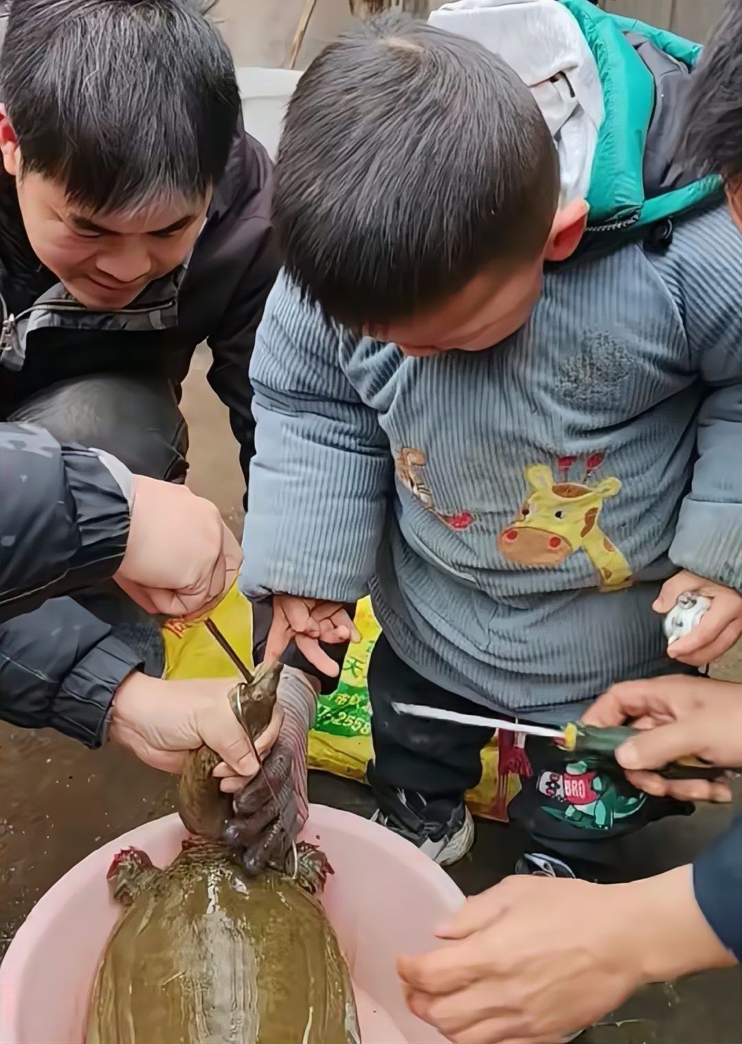 甲魚牙齒放大照片【甲魚牙齒在顯微鏡下有什么特征】