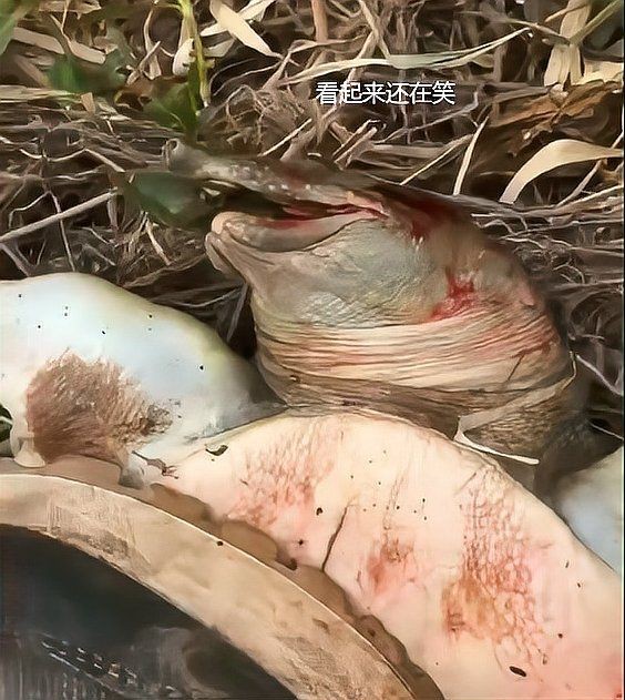 甲魚牙齒放大照片【甲魚牙齒在顯微鏡下有什么特征】