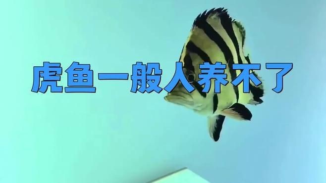 虎魚(yú)為什么不建議養(yǎng)【虎皮魚(yú)為什么不建議養(yǎng)】