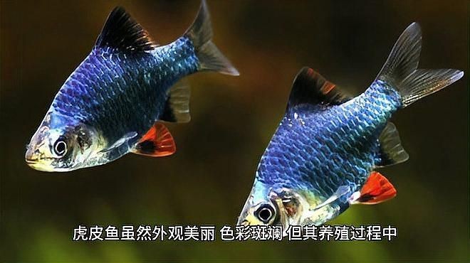 虎魚(yú)為什么不建議養(yǎng)【虎皮魚(yú)為什么不建議養(yǎng)】