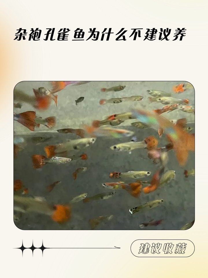 孔雀魚雜袍和純種哪個好【孔雀魚雜袍與純種各有優劣】 龍魚百科 第4張 孔雀魚雜袍和純種哪個好【孔雀魚雜袍與純種各有優劣】 孔雀魚雜袍和純種哪個好【孔雀魚雜袍與純種各有優劣】 龍魚百科 第4張
