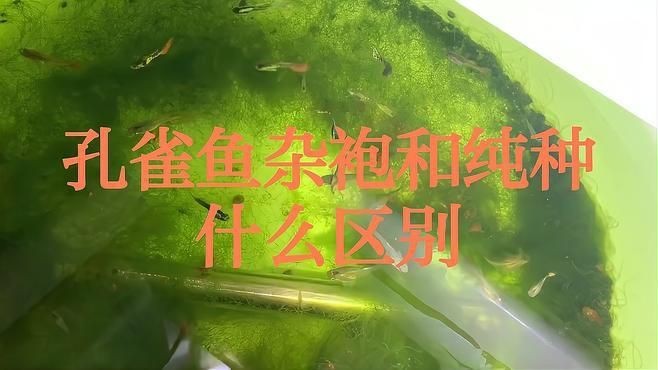 孔雀魚雜袍和純種哪個好【孔雀魚雜袍與純種各有優劣】 龍魚百科 第1張 孔雀魚雜袍和純種哪個好【孔雀魚雜袍與純種各有優劣】 孔雀魚雜袍和純種哪個好【孔雀魚雜袍與純種各有優劣】 龍魚百科 第1張
