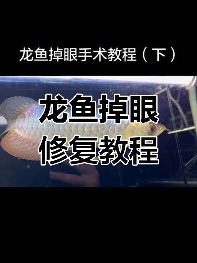 龍魚掉眼手術(shù)后多久恢復(fù)？【魚之樂龍魚掉眼手術(shù)后的恢復(fù)時(shí)間因個(gè)體差異而異】 龍魚掉眼手術(shù)后多久恢復(fù)？【魚之樂龍魚掉眼手術(shù)后的恢復(fù)時(shí)間因個(gè)體差異而異】 龍魚百科 第1張