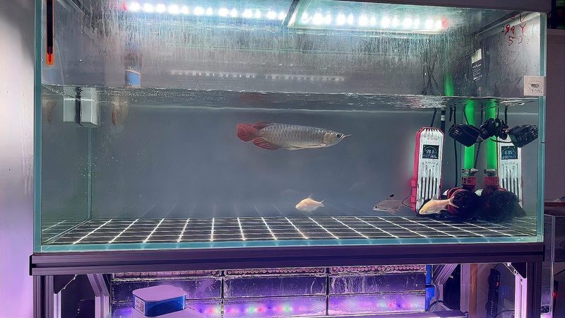 紅龍魚發(fā)色期間如何喂食？【養(yǎng)魚說如何把控龍魚發(fā)色量】