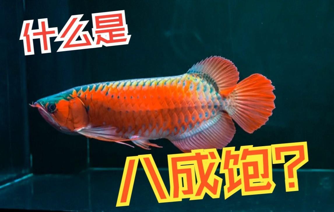 如何判斷紅龍魚(yú)是否吃飽【如何判斷紅龍魚(yú)是否吃飽三個(gè)階段教你輕松觀察】