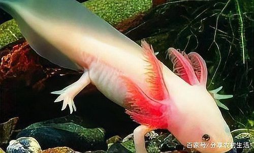 藍帆五間魚最忌三種魚【藍帆五間觀賞魚混養的三大忌諱，你知道嗎】