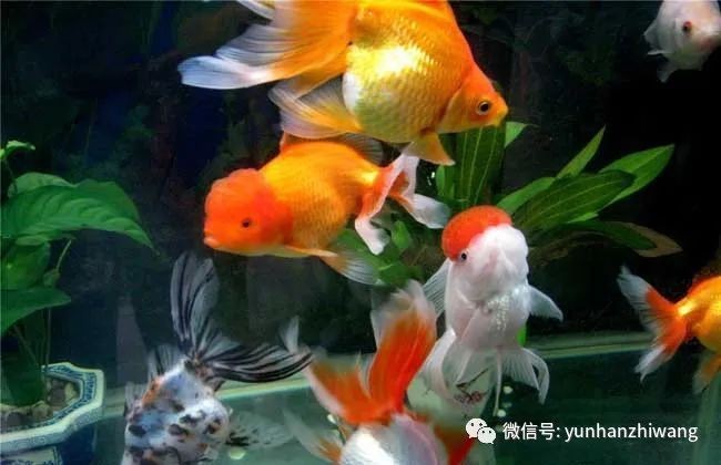 金魚(yú)魚(yú)鱗脫落露肉多久會(huì)死【金魚(yú)掉魚(yú)鱗怎么回事】