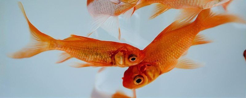 金魚(yú)魚(yú)鱗脫落露肉多久會(huì)死【金魚(yú)掉魚(yú)鱗怎么回事】