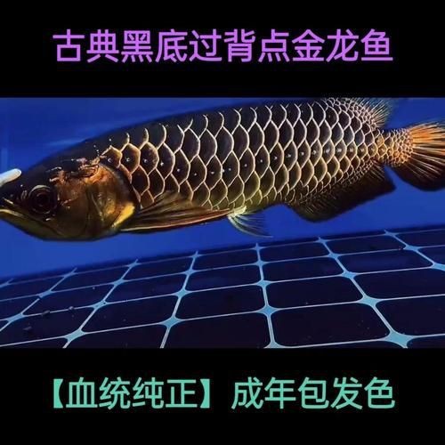 細(xì)框過(guò)背金龍最簡(jiǎn)單三個(gè)步驟圖片【《細(xì)框過(guò)背金龍繪制簡(jiǎn)單三步》**】 龍魚(yú)百科 第6張 細(xì)框過(guò)背金龍最簡(jiǎn)單三個(gè)步驟圖片【《細(xì)框過(guò)背金龍繪制簡(jiǎn)單三步》**】 細(xì)框過(guò)背金龍最簡(jiǎn)單三個(gè)步驟圖片【《細(xì)框過(guò)背金龍繪制簡(jiǎn)單三步》**】 龍魚(yú)百科 第6張