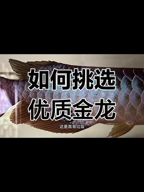 細(xì)框過(guò)背金龍最簡(jiǎn)單三個(gè)步驟圖片【《細(xì)框過(guò)背金龍繪制簡(jiǎn)單三步》**】 龍魚(yú)百科 第17張 細(xì)框過(guò)背金龍最簡(jiǎn)單三個(gè)步驟圖片【《細(xì)框過(guò)背金龍繪制簡(jiǎn)單三步》**】 細(xì)框過(guò)背金龍最簡(jiǎn)單三個(gè)步驟圖片【《細(xì)框過(guò)背金龍繪制簡(jiǎn)單三步》**】 龍魚(yú)百科 第17張